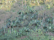 Coffee grows all along the hillside next to Wote Konga.