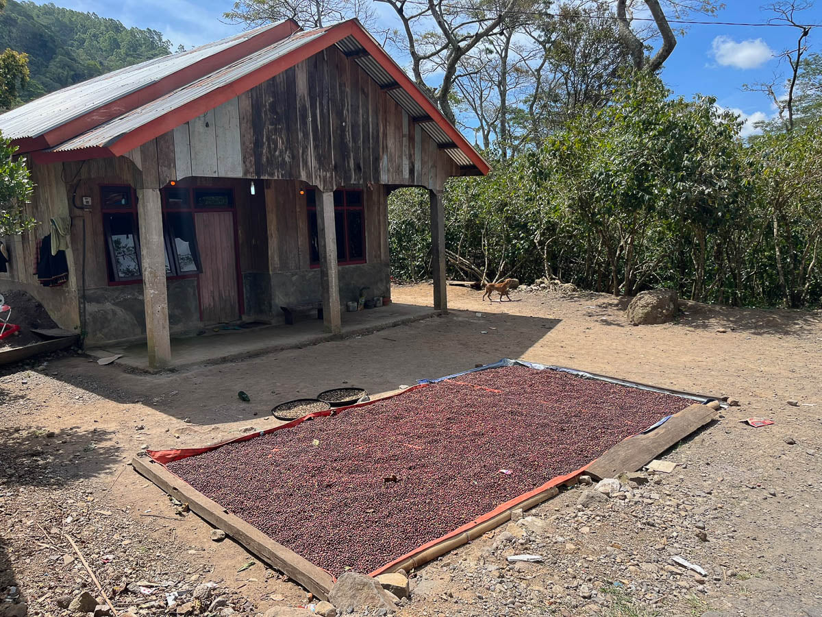 Drying robusta naturals on a cement patio in Colol area