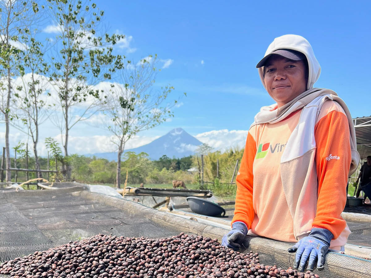 Sorting out defects from the robusta naturals on  raised beds in Manggarai area, Flores.