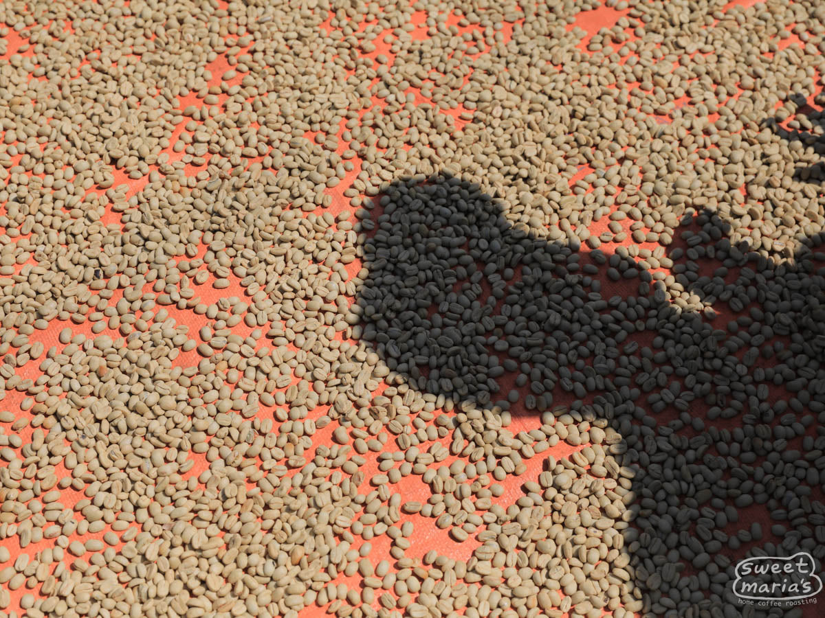 Green coffee with the parchment layer still intact dries on tables in Bajawa.