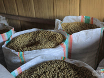 Dried coffee rests in mylar bags after wet processing. Bajawa