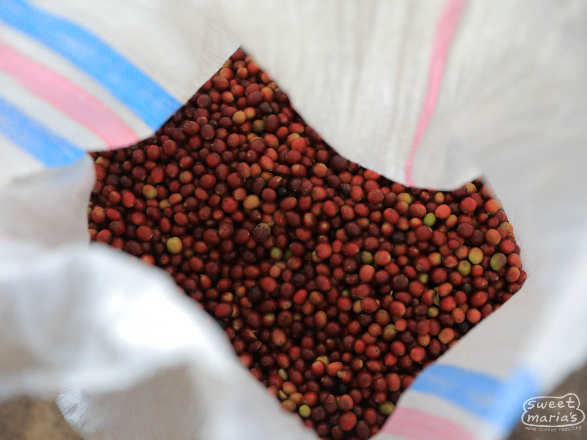 Whole coffee cherries harvested that day at a farm in Flores.