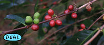 Coffee cherries ripening on spindly branches at a farm in Bajawa region of Flores.