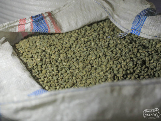 A mylar bag filled with wet hulled coffee, with its unique dark green coloring, at a farm in Flores (not Turelelo).