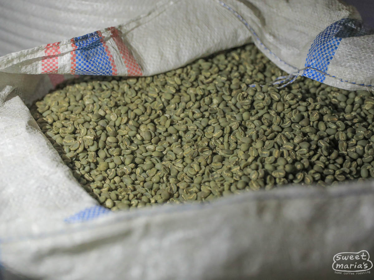 A mylar bag filled with wet hulled coffee, with its unique dark green coloring, at a farm in Flores (not Turelelo).