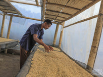 Om Leo shows us green coffee in parchment drying on raised beds at one of the process sites of Primavera Cooperative in Bajawa, Flores.