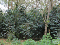  at a farm in Flores (not Turelelo).