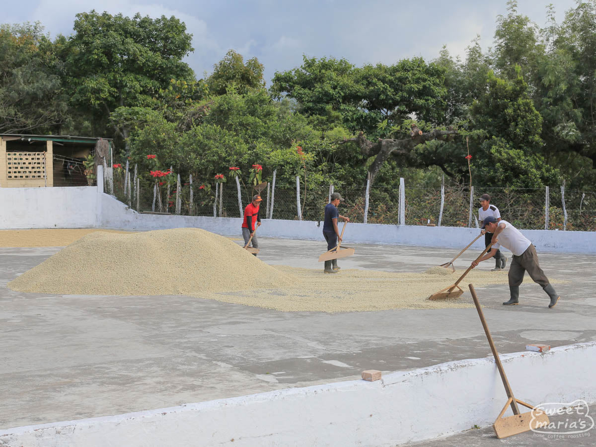 Workers shovel dried coffee into a big pile on the cement patios at San Diego Buena Vista where it awaits pickup and transport to their warehouse.