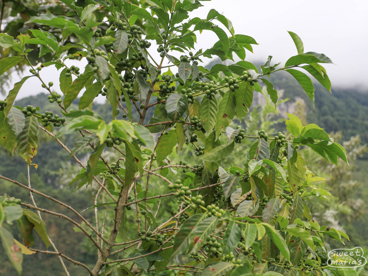 Guatemala Xinabajul Aler Villatoro