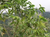 Guatemala Xinabajul Aler Villatoro