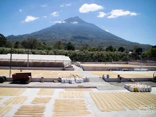 Coffee drying on the patios of Bella Vista, in Antigua, with the volcano in the background.