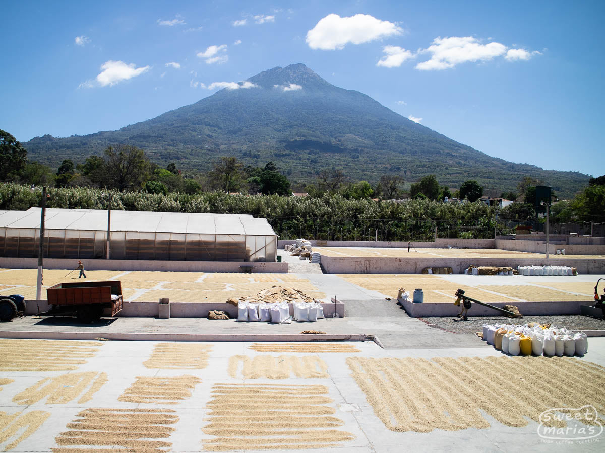 Coffee drying on the patios of Bella Vista coffee mill, in Antigua, with the volcano in the background.
