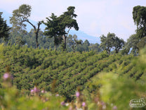  Guatemala.
