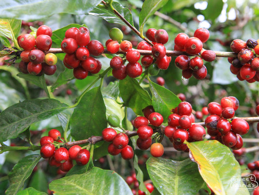 The typical clumping of coffee cherries on a Bourbon cultivar coffee shrub at the Pulcal coffee estate.