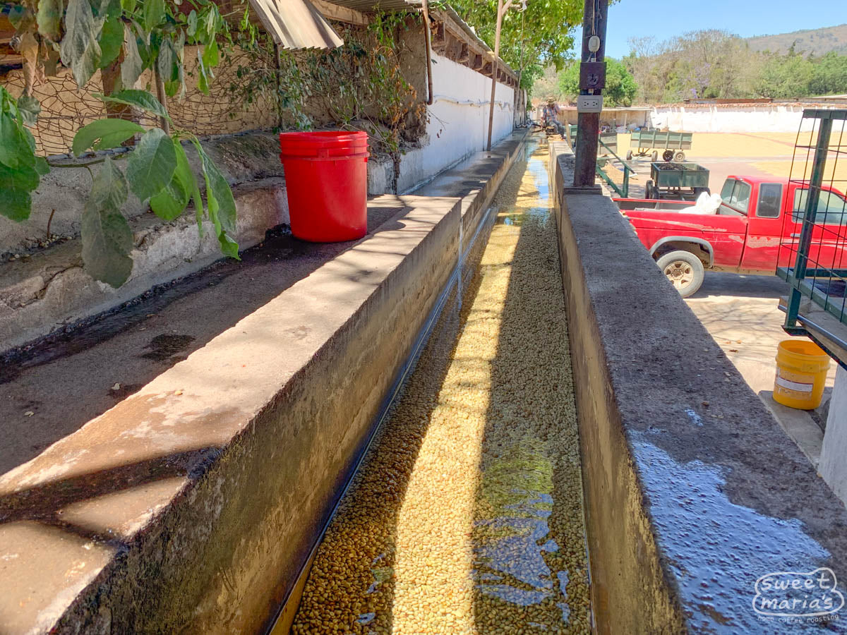 Green coffee still in the thin parchment layer soaks in long cement channels where the remaining fruit mucilage is washed away before drying. La Azotea coffee mill in Chimaltenango, Guatemala where this lot of Tecpán was processed.