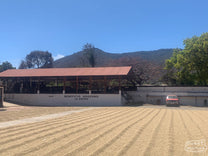  during a visit last February. The coffee in the highest part of the farm was still ripening when we were there. Chimaltenango