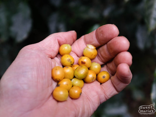 Yellow coffee fruit at a green coffee farm in Hunapu, Antigua, Guatemala.