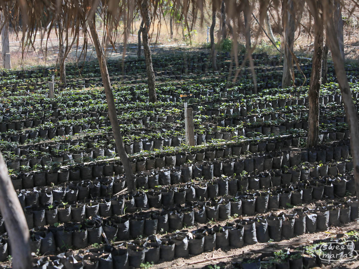  Guatemala.