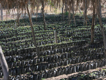  Guatemala.