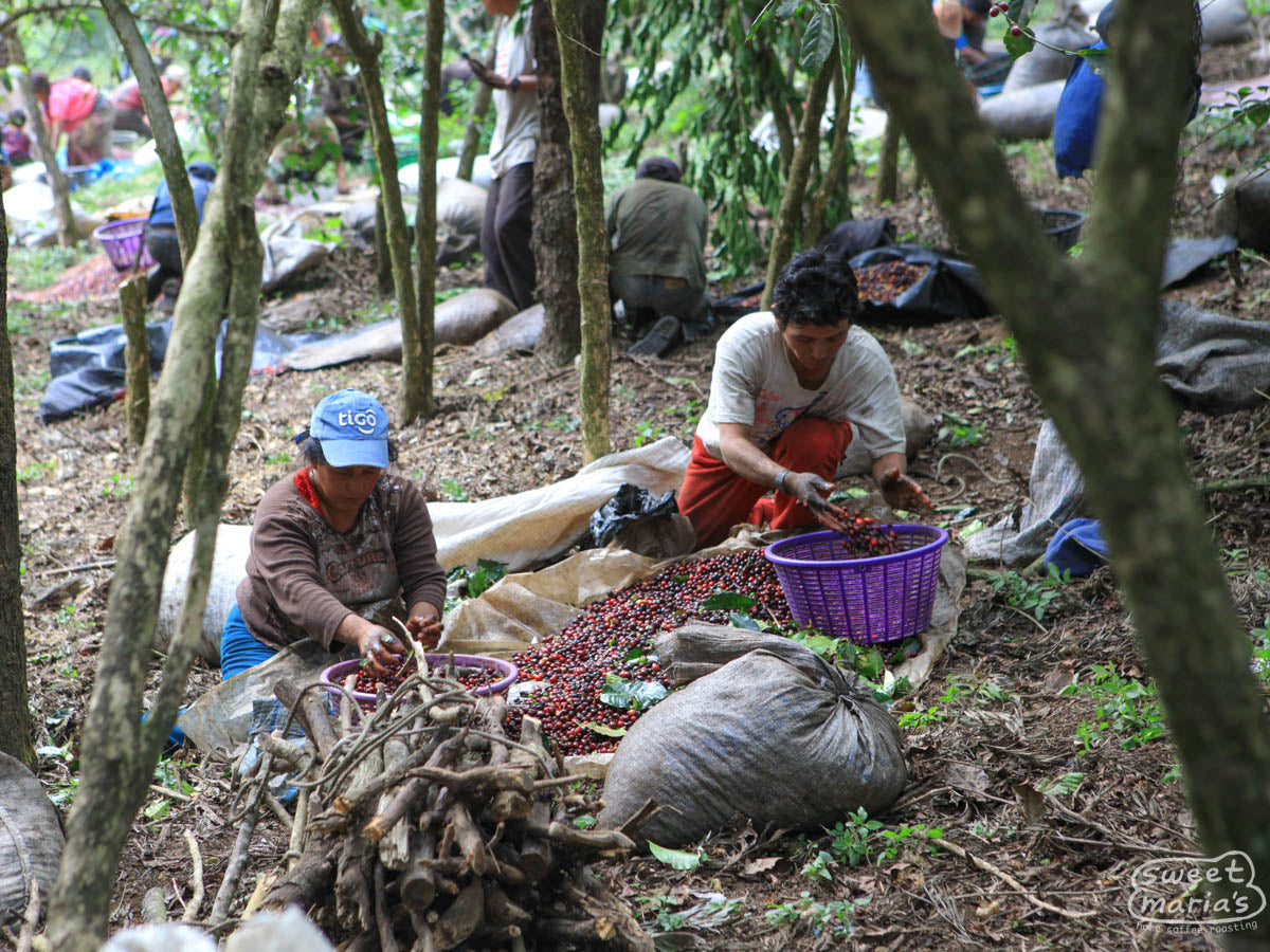 Pickers sort coffee cherries by ripeness before delivering to the mill in Quiche, Chimaltenango.