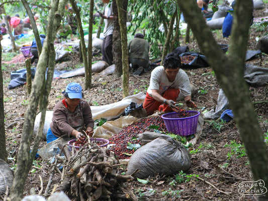 Pickers sort coffee cherries by ripeness before delivering to the mill in Quiche, Chimaltenango.