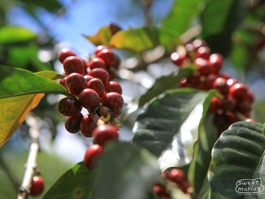 Bourbon coffee cherries ripening to a deep red color at a farm in Quiche region, Guatemala.