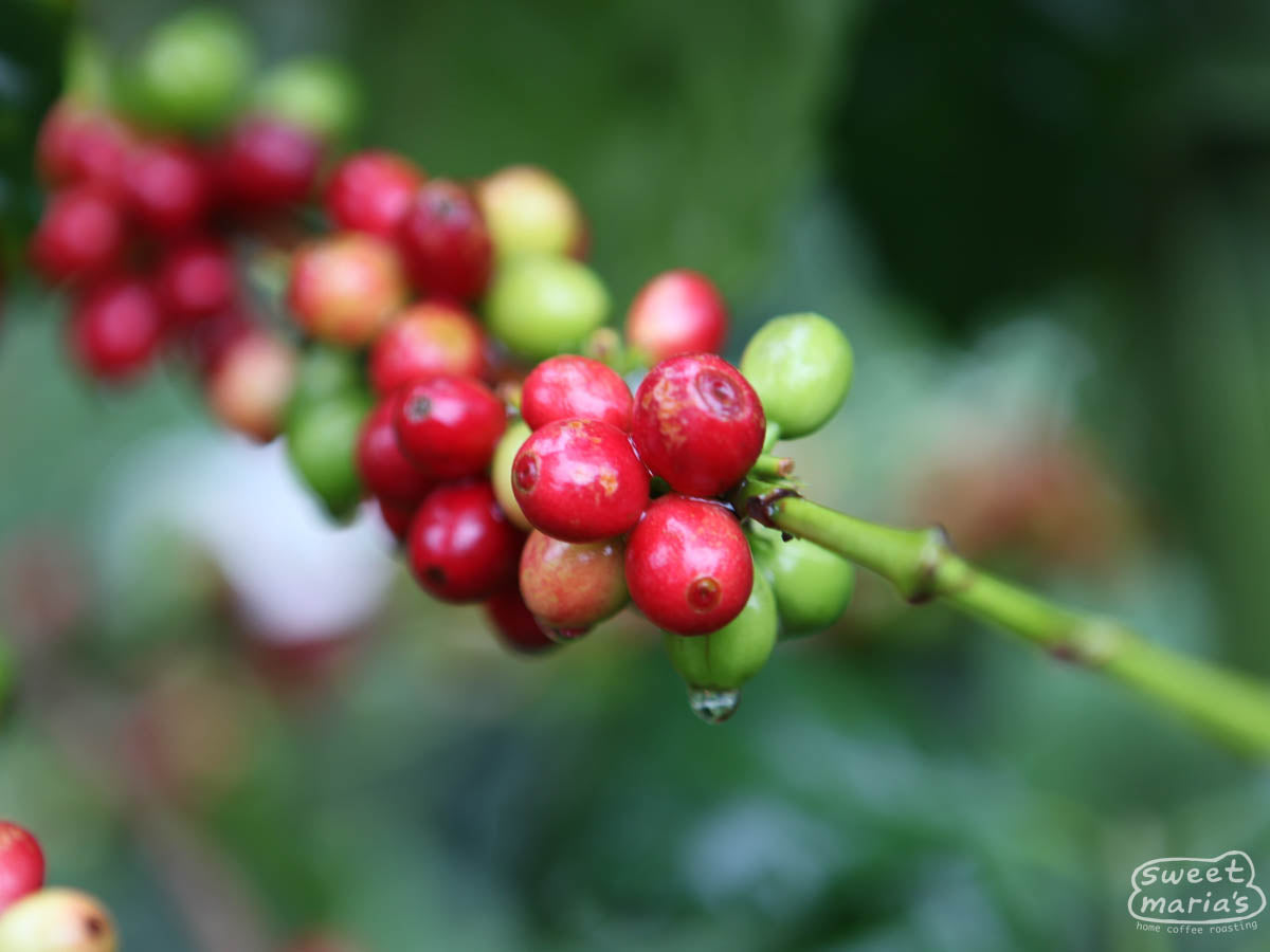  Huehuetenango