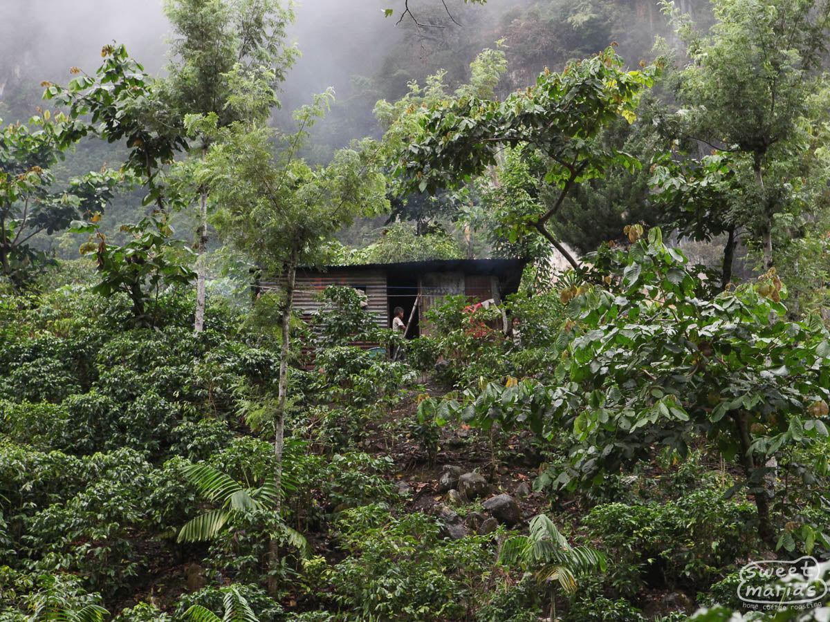 Green coffee shrubs thrive under a natural shade canopy at the La Bolsa farm in La Libertad, Huehuetenango.