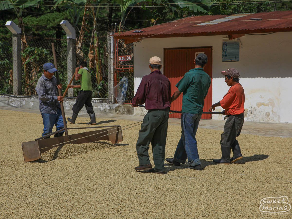 Green coffee shrubs thrive under a natural shade canopy at the La Bolsa farm in La Libertad, Huehuetenango.