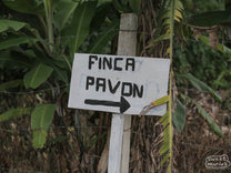 Hand scrawled sign that reads "Finca Pavon", points the way to the main part of the farm. Antigua, Guatemala.