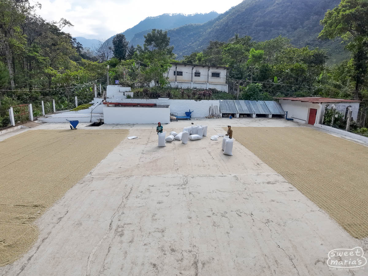 Coffee dries on the cement patio at the mill where Finca Terrazas Lote Hamacas is processed. La Libertad, Huehuetenango, Guatemala.
