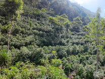  Guatemala.