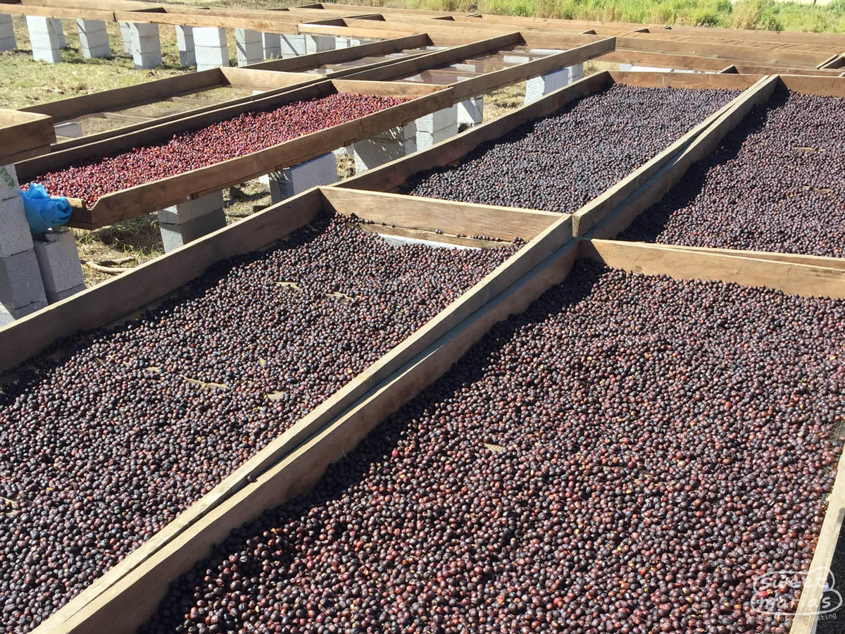 Dry process coffees are pre-dried for a few days on raised tables in full sun before moving to greenhouses. Los Aguacatones farm, Huehuetenango, Guatemala.