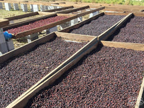 Dry process coffees are pre-dried for a few days on raised tables in full sun before moving to greenhouses. Los Aguacatones farm, Huehuetenango, Guatemala.