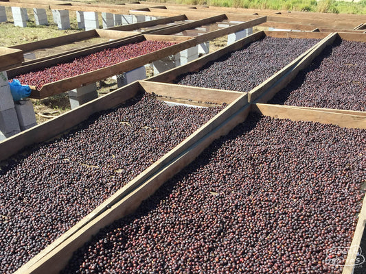 Dry process coffees are pre-dried for a few days on raised tables in full sun before moving to greenhouses. Los Aguacatones farm, Huehuetenango, Guatemala.