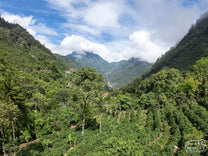 A view of the Don Pilo plot within Finca Terrazas in La Libertad, Huehuetenango, Guatemala. 