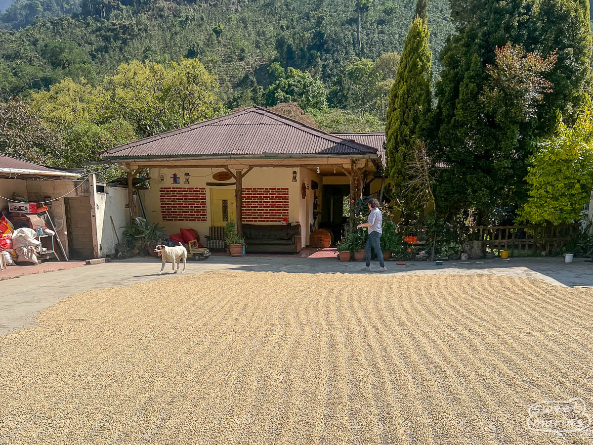 Parchment green coffee dries on the cement patios adjacent to Alesandro's home in Paraíso, Huehuetenango, Guatemala.