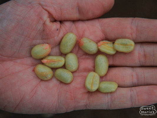 The large seed Pacamara coffee pulped from cherries at a farm in Huehuetenango (not Keneth Merida's, but nearby).