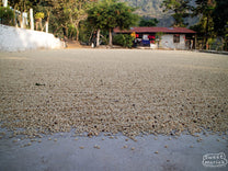 Parchment covered green coffee drying on cement patios at Finca Santa Anita in Patzún, Guatemala.