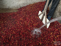  at their green coffee wet mill near their home in Peña Blanca