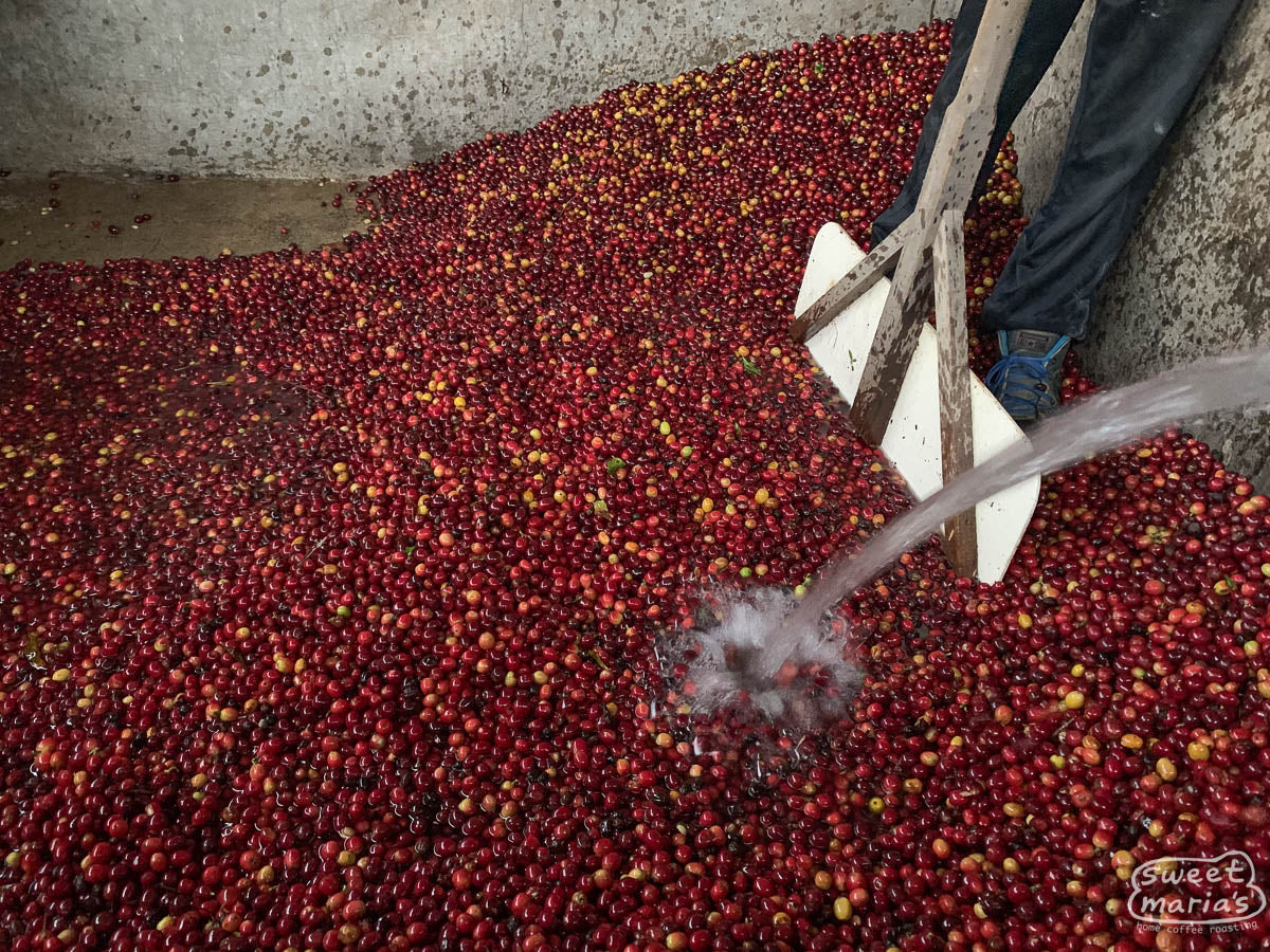  at their green coffee wet mill near their home in Peña Blanca