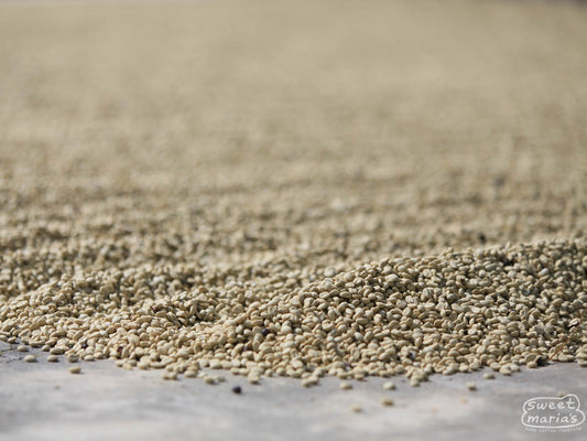 Green coffee in its protective parchment layer dries on the cement patios of a coffee farm in La Libertad, Huehuetenango.