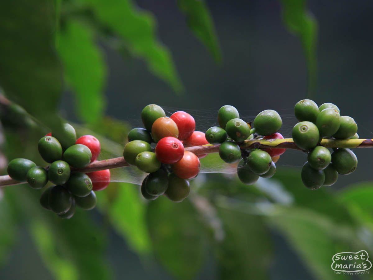  Guatemala.