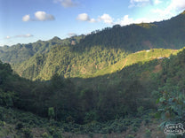 Sun rays shining on a coffee farm at the top of a mountain in Bojonalito region, Huehuetenango.