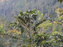Caturra shrub loaded down with green, unripe coffee cherry in Bojonalito, Huehuetenango.