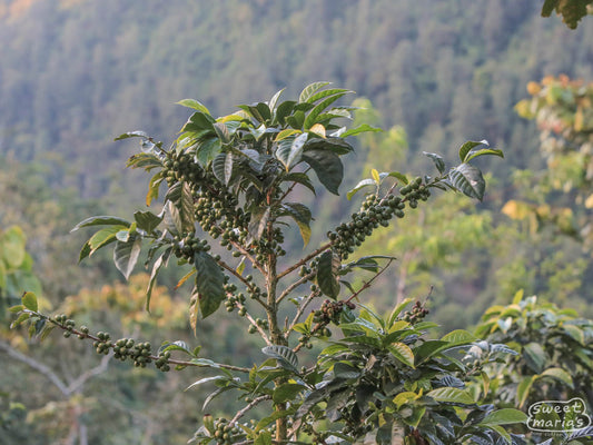 Caturra shrub loaded down with green, unripe coffee cherry in Bojonalito, Huehuetenango.