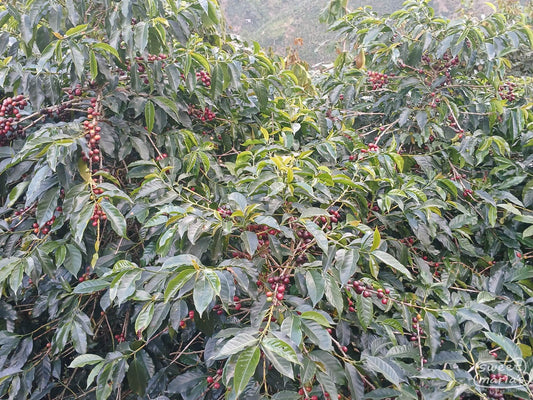 Red Caturra at Miriam Gomez farm in Bojonalito, Huehuetenango.