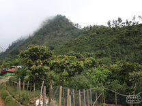 A web of power lines stretch from a tall line poll in La Libertad