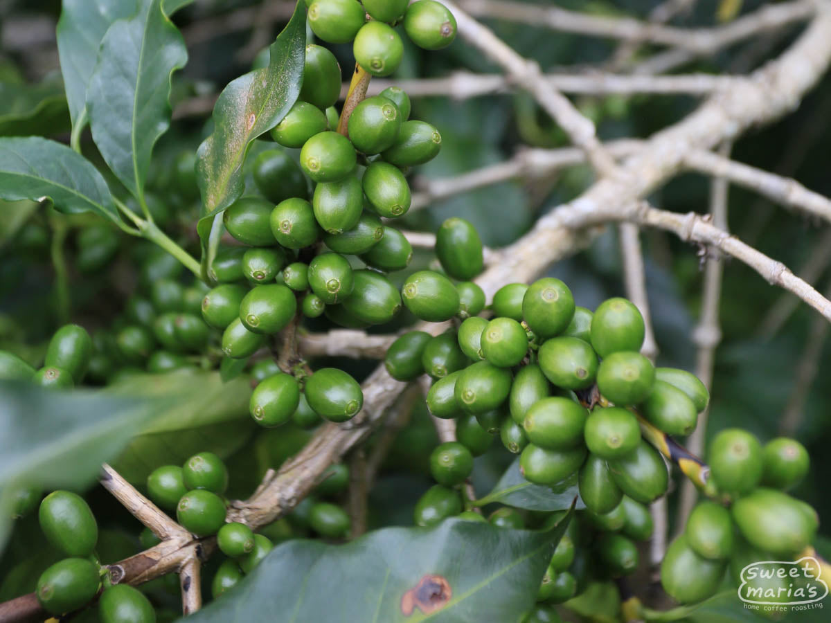 Green coffee cherries still immature, clinging to a coffee branch at a Libertad farm (not Axel's).