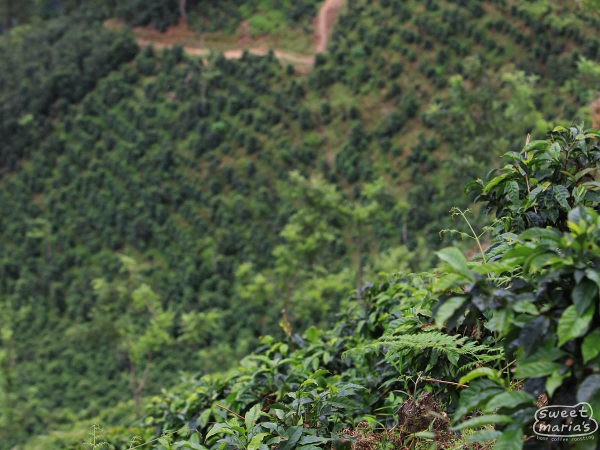 We don't have photos of Chichupak, or Coban, but this is  another 2000 meter green coffee farm in San Pedro Necta, Huehuetenango, Guatemala.